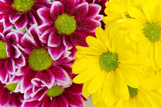 Beautiful fresh pink and yellow chrysanthemum, close-up shot, pink and yellow daisies flowers. close-up