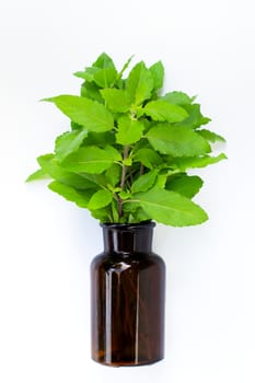 Fresh holy basil leaves with essential oil bottle on white background. 