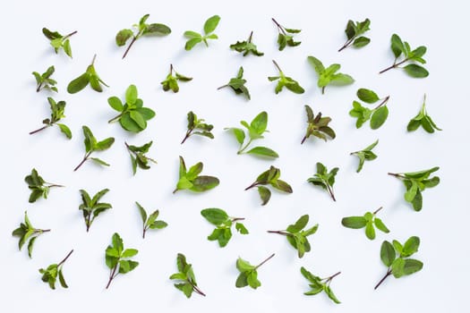 Holy basil leaves on white background. Top view