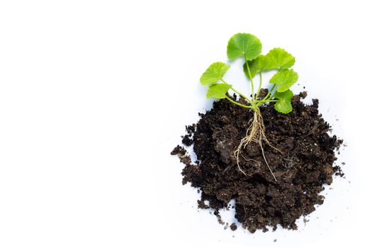 Gotu kola, Asiatic pennywort or Indian pennywort with soil on white background. Copy space