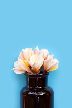 Plumeria or frangipani flower with essential oil bottle on blue background. Top view
