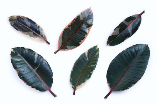 Rubber plant leaves on white background.