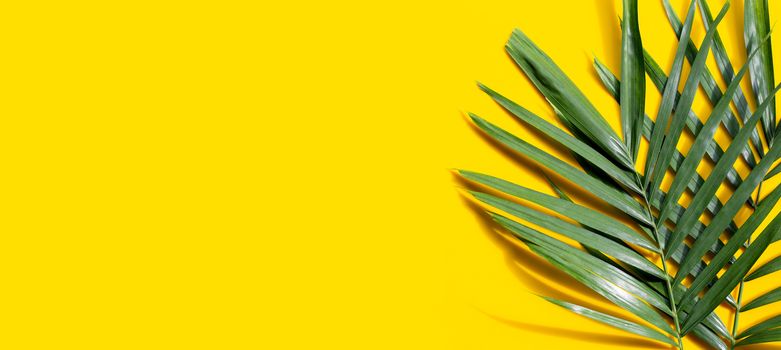 Tropical palm leaves on yellow background. Copy space