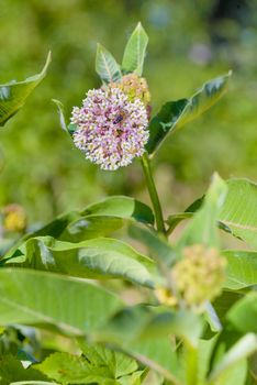 Macro of a pink and white Milkweed flower with a foraging bee in the meadow under the warm spring sun