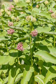 Milkweed buds in the meadow under the warm spring sun