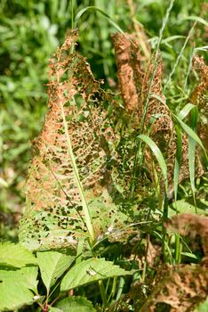 A leaf is eaten by some insects letting visible only the vein structure