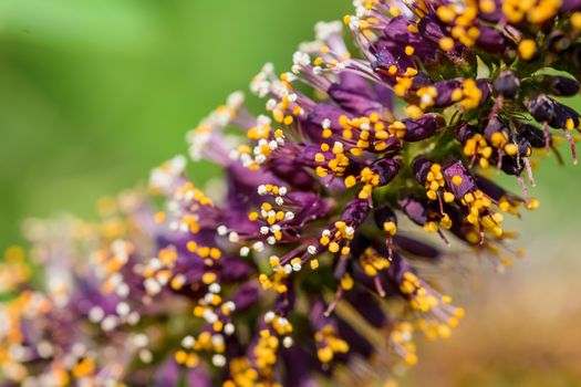 Macro photo of pink Amorpha fruticosa flower also called desert false indigo, false indigo-bush, and bastard indigobush, with white and orange stamens full of pollen and new pink flowers