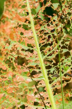 A leaf is eaten by some insects letting visible only the vein structure