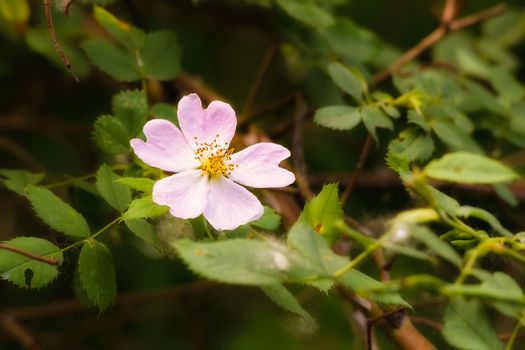 A nice pink briar rose under the warm spring sun