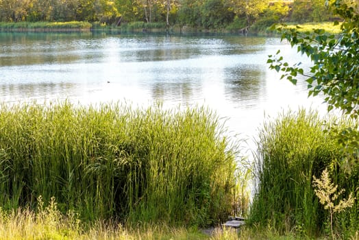 Green reeds are growing close to the lake in summer. The evening light plays with the wind and creates a quiet atmosphere. Ducks are swimming on the water.