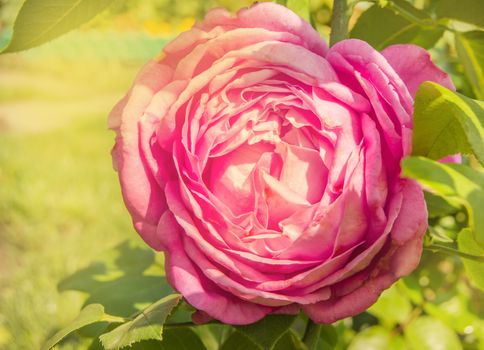 Beautiful pink rose on a Bush in the glow and sunlight. outdoor in the summer garden.