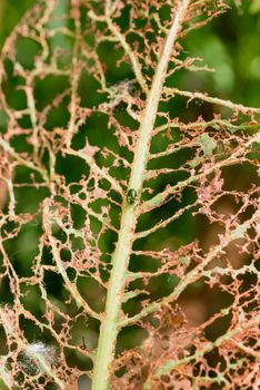 A leaf is eaten by some insects letting visible only the vein structure. A small green beetle sits on the main stem.