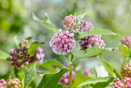 Macro of a pink and white Milkweed flower in the meadow under the warm spring sun