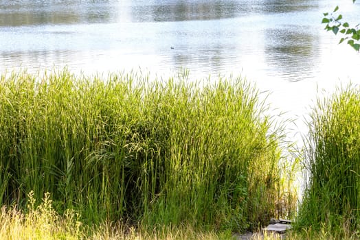 Green reeds are growing close to the lake in summer. The evening light plays with the wind and creates a quiet atmosphere. A duck is swimming on the water.