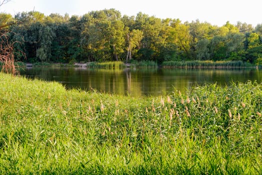 Green reeds are growing close to the lake in summer. The evening light plays with the wind and creates a quiet atmosphere.