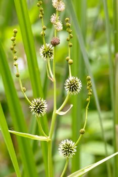 Sparganium erectum growing in the middle of Typha Latifolia reeds in the lake under the summer sun