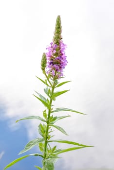 Lythrum Salicaria close to the river. The cloudy sky reflects in the water during a warm summer day