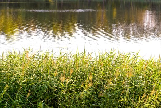 Green reeds are growing close to the lake in summer. The evening light plays with the wind and creates a quiet atmosphere.