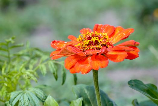 A single red Zinnia flower in a garden under the warm summer sun