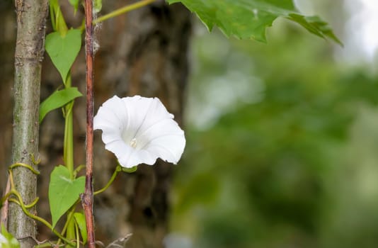 A white Calystegia flower in the undergrowthclose to the river in summer