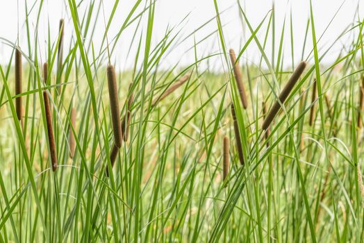 Typha Latifolia reeds in the Dnieper river in summer