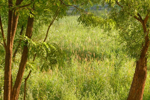 Green reeds are growing close to the lake in summer. The evening light plays with the wind and creates a quiet atmosphere.