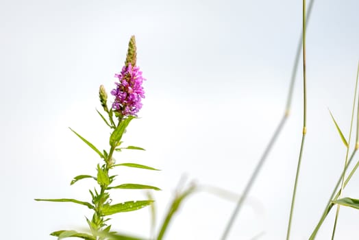 Lythrum Salicaria close to the Dnieper river during a warm summer day