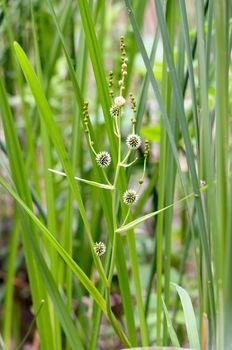 Sparganium erectum growing in the middle of Typha Latifolia reeds in the lake under the summer sun