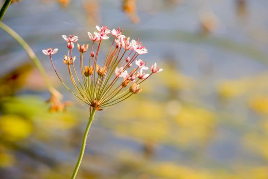 Butomus umbellatus growing near the Dnieper river in Kiev the capital of Ukraine