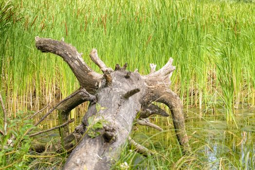 An uprooted tree detail in the river with Typha Latifolia reeds in the background