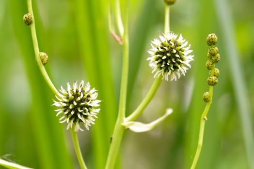 Detail of a Sparganium erectum, also called Bur-reed,  growing in the middle of Typha Latifolia reeds in the lake under the summer sun