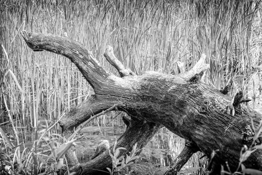 An uprooted tree detail in the river with Typha Latifolia reeds in the background