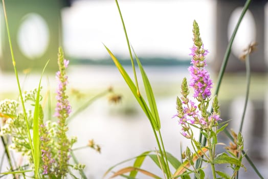 Lythrum salicaria flower close to the Moskovsky bridge over the Dnieper river in Kiev