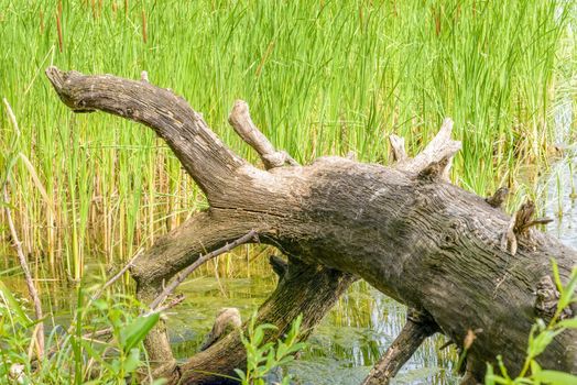 An uprooted tree detail in the river with Typha Latifolia reeds in the background