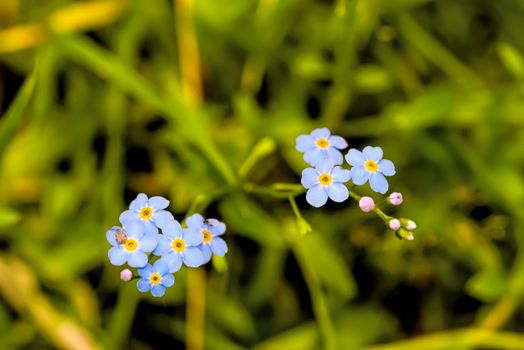 Blue Myosotis arvensis flowers are growing in the forest