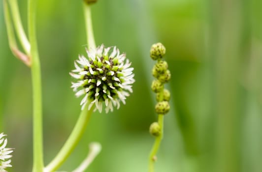 Detail of Sparganium erectum, also called Bur-reed,  growing in the middle of Typha Latifolia reeds in the lake under the summer sun