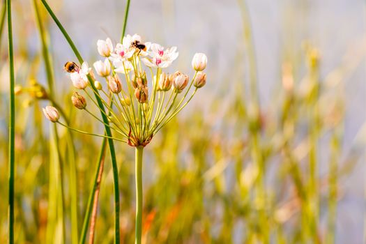 Butomus umbellatus growing near the Dnieper river in Kiev the capital of Ukraine