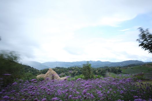 Mon Cham hill ridge with Verbena bonariensis flowers field  - Chiangmai,Thailand