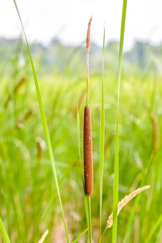 Detail of Typha Latifolia reed flower in the Dnieper river in summer