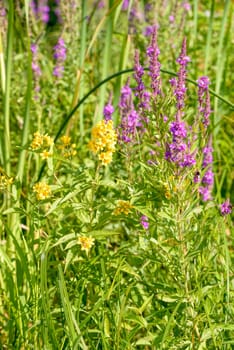 A yellow Lysimachia Vulgaris grows close to a pink Lythrum Salicaria in a meadow close to the river under the warm summer sun