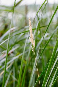 Poaceae and Typha latifolia reeds close to the Dnieper river