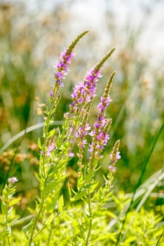 Pink Lythrum Salicaria growing in a meadow close to the river under the warm summer sun