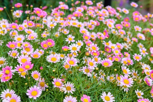 Beautiful pink flowers blossom in the garden