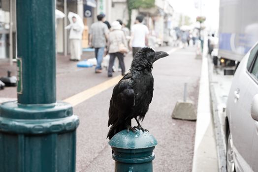 Black crow in the city with people in the background.