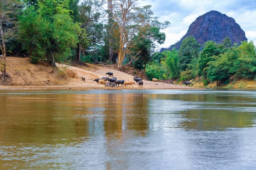 The buffalo is walking through the river In Laos.