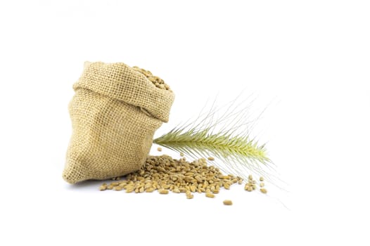 Fresh seeds spilling from a rustic hessian sack onto a white background with golden ears of grain and copy space