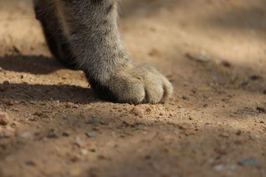 Close up of a cat's feet in light shade and sunlight