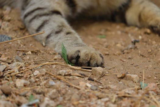 Close up view of a cat's toenail in light shade