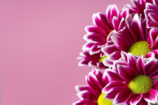 Beautiful fresh pink chrysanthemum, close-up shot, pink daisies flowers on pink background with copy space