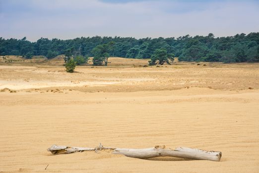 Hoge Veluwe, Gelderland, Netherlands, landscape and scenery in the dunes